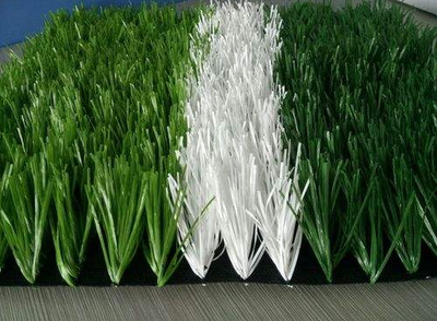 大连足球场草坪